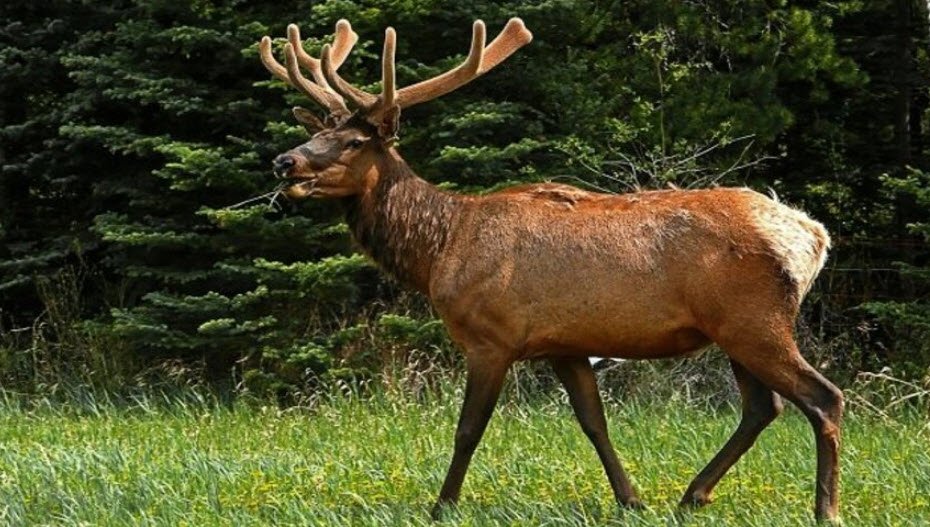 Peppara Wildlife Sanctuary